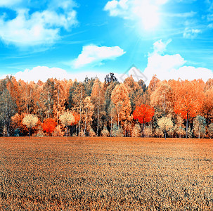 秋天的风景秋雨林图片