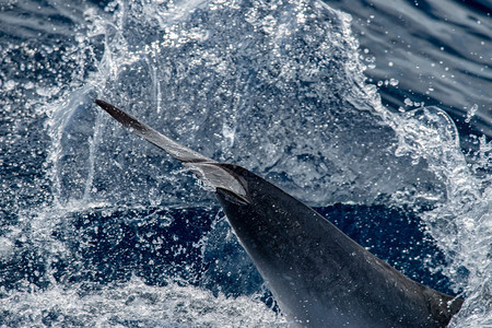 海豚在海外跳跃的尾巴细节图片