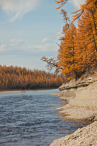 秋天在鄂温克亚北部的河岸图片