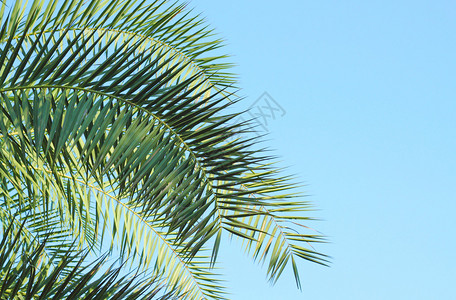 天空背景下棕榈树的叶子图片