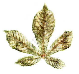 织物上的栗子树叶印章天然海豹生态印刷白色背景可图片