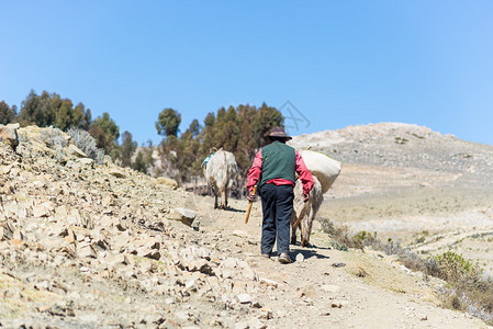 玻利维亚的喀湖太阳岛荒山上的艰苦乡村生活岛上约有800个居住他们讲艾马拉背景图片