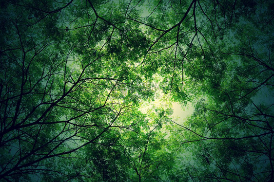 树枝绿叶背景地球图片