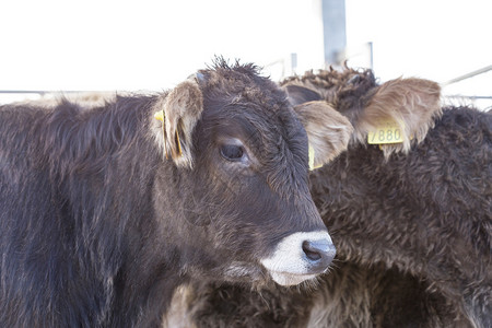 小牛波斯金牛和牛群背景图片
