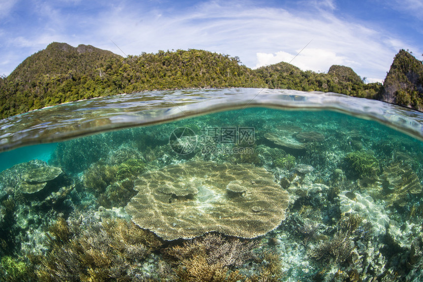 珊瑚生长在印度尼西亚四王群岛的石灰岩岛屿附近这个偏远地区是大量海洋物种的家园它是来自世界各地的潜水员和浮潜者图片