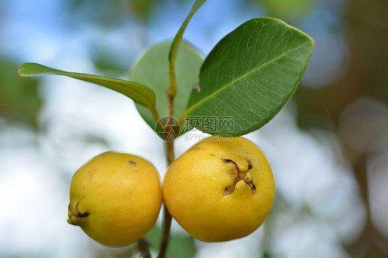 树上种出两颗通常称为Katleyguava草莓guava或樱桃g图片