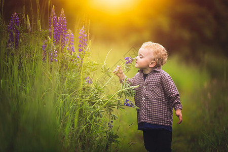 可爱的小男孩在夏日的夕阳在草原上采花背景图片