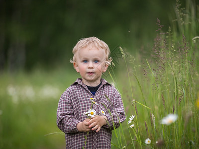 可爱的小男孩在夏日的夕阳在草原上采花图片