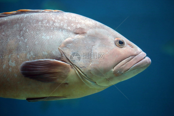 石斑鱼头部和胸鳍的特写这些鱼通常有一个粗壮的身体和一张用来吞下猎物而不是咬图片