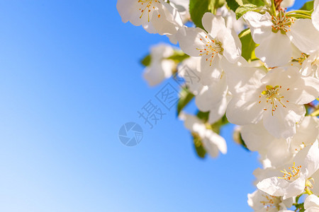 闪光苹果树白春花紧贴在蓝天的背景上矩形水平框图片