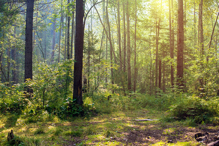 阳光下美丽的夏日绿色森林春天图片