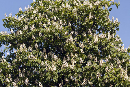 春天开花的栗树自然背景图片