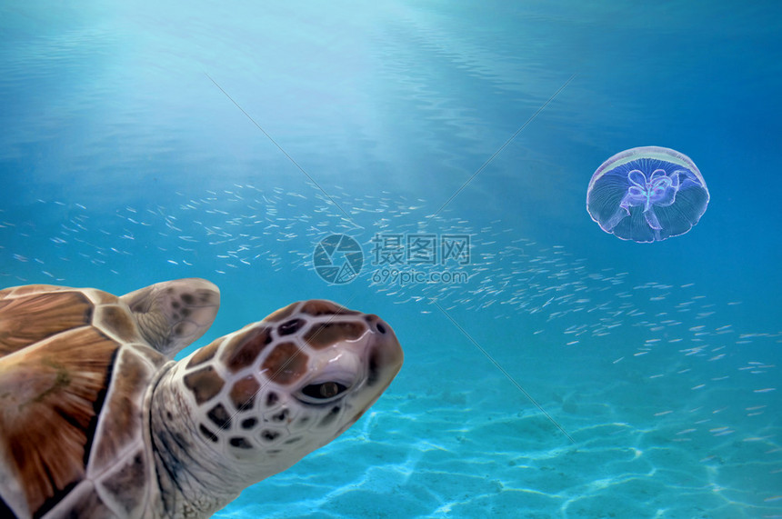 坐在水面下珊瑚上的海龟来自泰国昌岛高清图片下载-正版图片507284562-摄图网