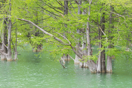 从柏树沼泽松树干的水中生长出来图片