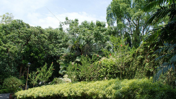 马来西亚植物群吉隆坡公园的绿图片