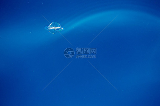 深蓝色大海背景中的贝莱拉水母图片