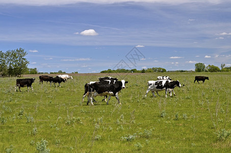一群黑白相间的荷斯坦奶牛穿过一片绿草如茵的草地图片
