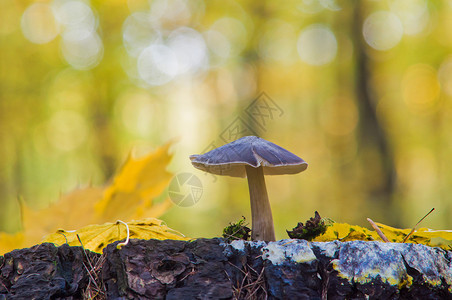 常称为鹿蘑菇或鹿盾牌在秋天的秋前期在树桩上长生图片