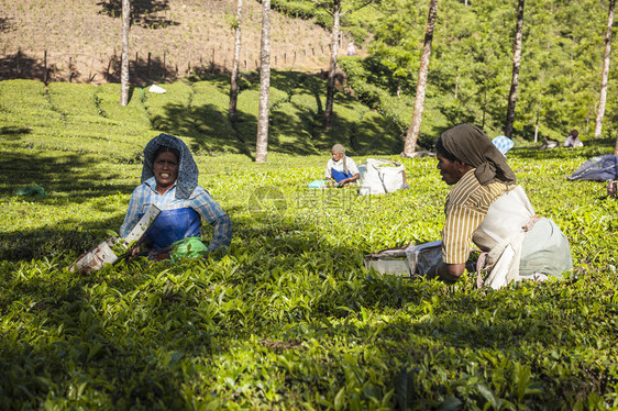 慕那尔最为人所知的是印度的茶叶之都2013年日印度喀图片