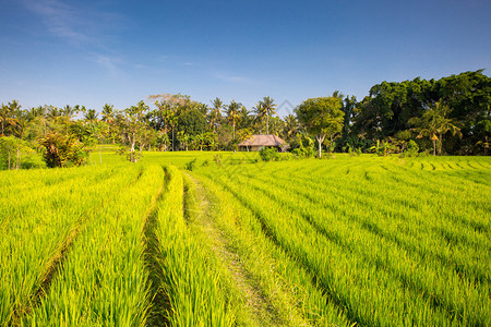 印度尼西亚巴厘的乌布德附近阳光明媚的下背景图片