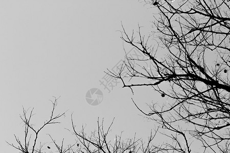 白色背景上的孤立落叶树图片