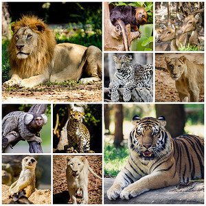 动物园里不同的动物拼贴画图片