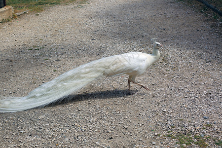美丽的白孔雀在公园里散步图片