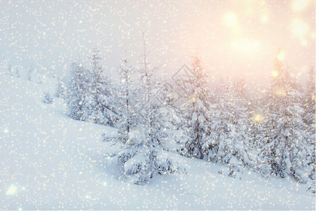 冬季风景树下雪布基亚背景图片