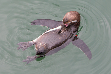Humboldt企鹅图片