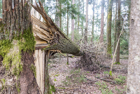 森林树木在暴风雨中倒下图片