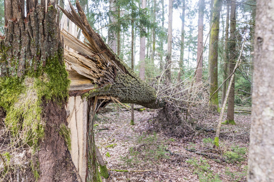 森林树木在暴风雨中倒下图片