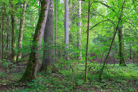 Bialowieza森林与一些老树的天然混合林分图片