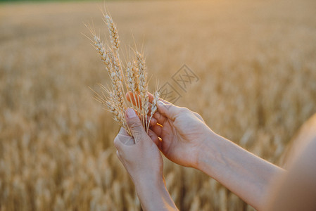 女手在麦田里拿着金色的麦穗小麦收获概念图片