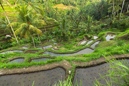 巴厘岛的绿色水稻梯田图片