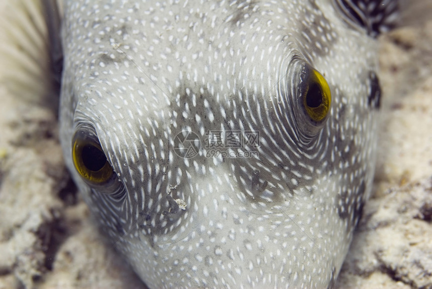 河豚直播精彩呈现NBA常规赛焦点对决费城76人vs印第安纳步行者全场实况