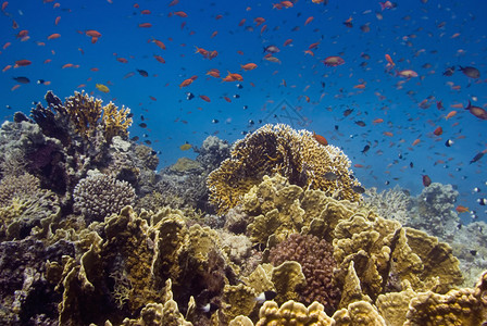 热带鱼类在多彩珊瑚礁上游图片