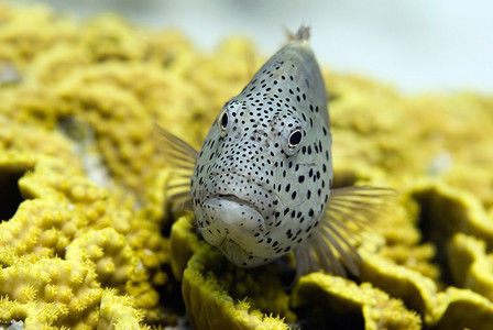 黄色珊瑚上的热带矮斑石鱼图片
