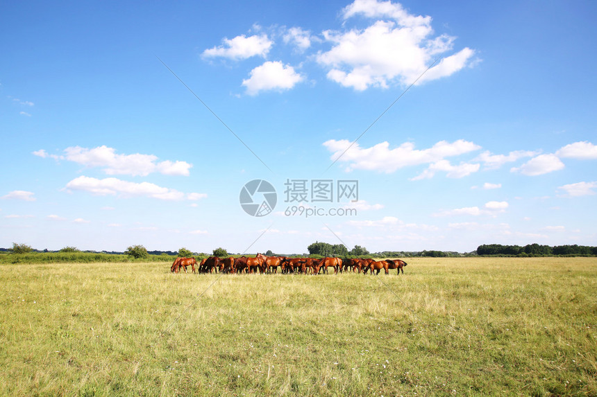 在夏日草原上和平地共渡蜜月图片