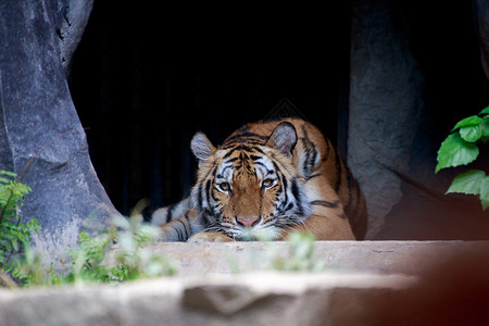 老虎蹲在洞前直视前方图片