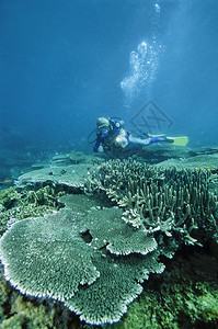 PHLIPPINESBalicasag岛美国照片珊瑚礁潜水员和硬珊瑚图片