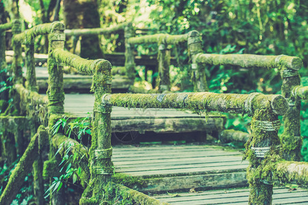 热带雨林中的木环桥使用的植图片