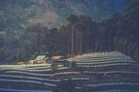 温室植物DoiInthanon图片