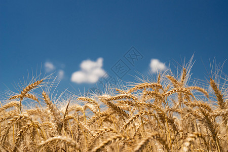 小麦用于小麦面包啤酒威士忌伏特图片
