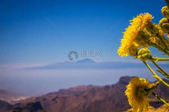 黄花在罗克努布洛高原上生长图片