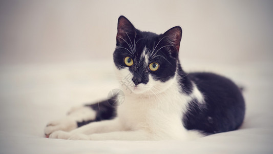 catmainecoon小猫在模糊背景下撒谎高清图片一只可爱的棕色狗在撒谎