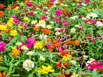 百日草花是您希望在花园中种植的最茂盛的花朵之一最容易生图片