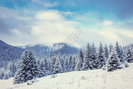 神秘的冬季景观雄伟的山脉在冬天神奇的冬天白雪覆盖的树欧洲新年快乐图片