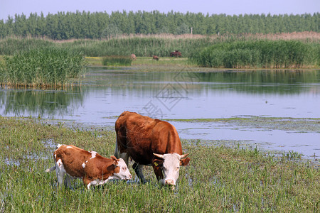 牧场上的牛和小牛图片