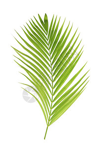孤立的白色上的绿色的棕榈叶图片素材