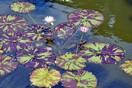 美丽的粉红色睡莲在池塘里倒影图片